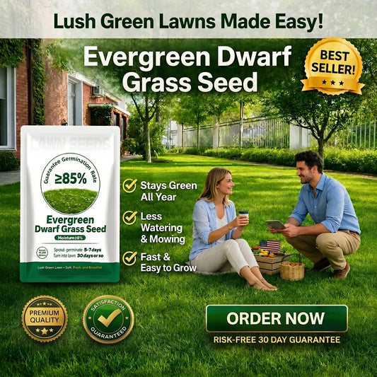 Evergreen Dwarf Grass Seed – Lush, Vibrant Lawn All Year | 49% Off